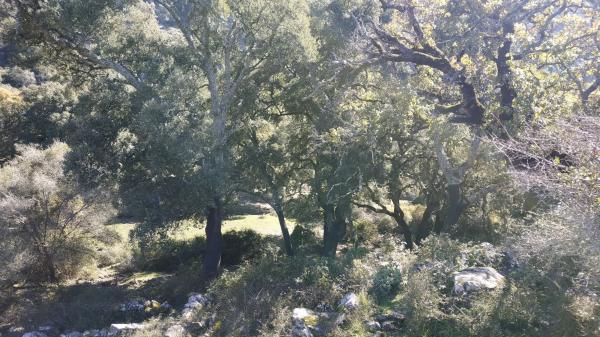 Terreno en El Robledal "Huerta el Sauzal" s/n Sn