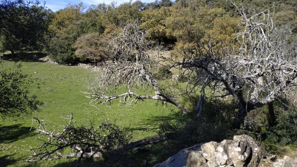 Terreno en El Robledal "Huerta el Sauzal" s/n Sn