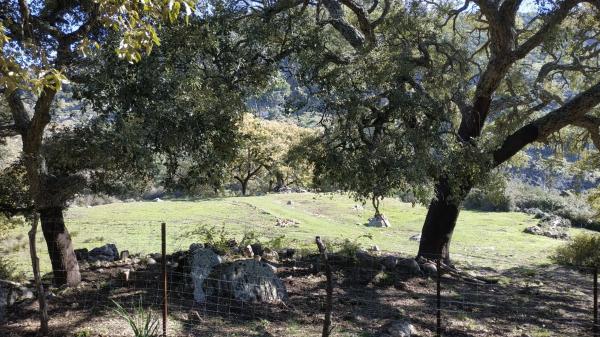 Terreno en El Robledal "Huerta el Sauzal" s/n Sn