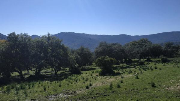 Terreno en El Robledal "Huerta el Sauzal" s/n Sn