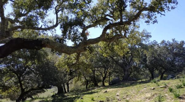 Terreno en El Robledal "Huerta el Sauzal" s/n Sn