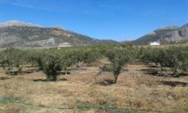 Terreno en Paraje del Cura, km 1