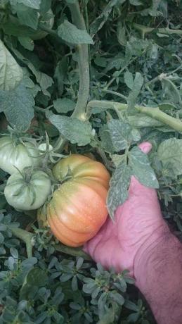 Terreno en carretera Ma-3303 s/n