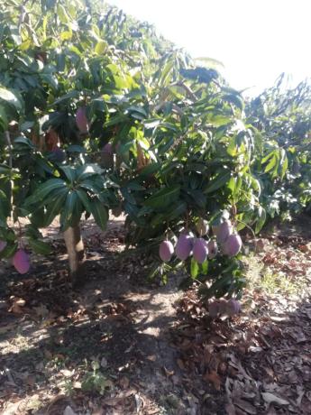 Terreno en alto Diseminado Real, 116