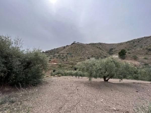 Terreno en carretera de Canillas de Aceituno a Alcaucín, 28 Dsdiseminados