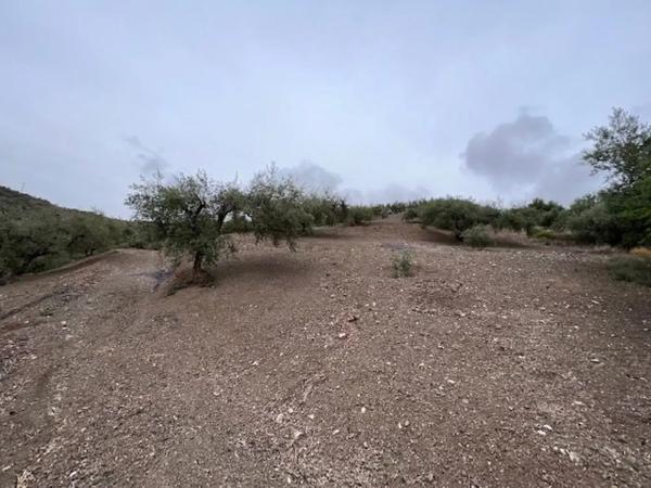 Terreno en carretera de Canillas de Aceituno a Alcaucín, 28 Dsdiseminados