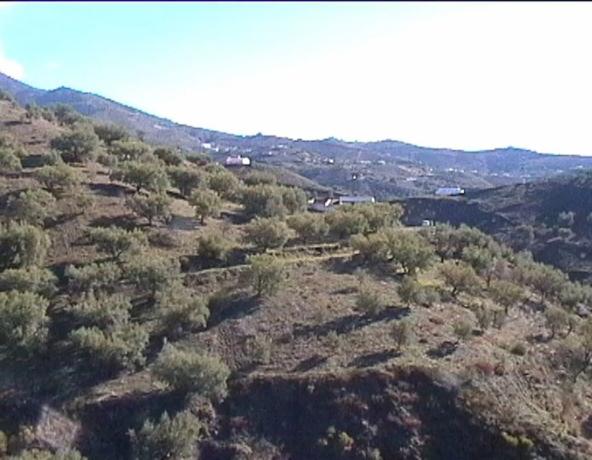 Terreno en carretera de Canillas de Aceituno a Alcaucín, 28 Dsdiseminados