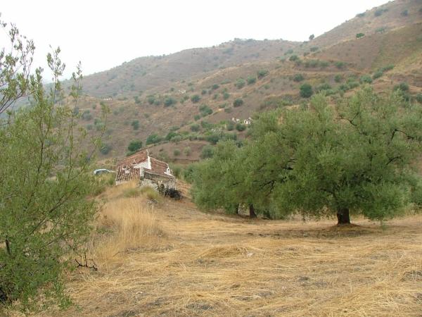 Terreno en carretera de Canillas de Aceituno a Alcaucín, 28 Dsdiseminados