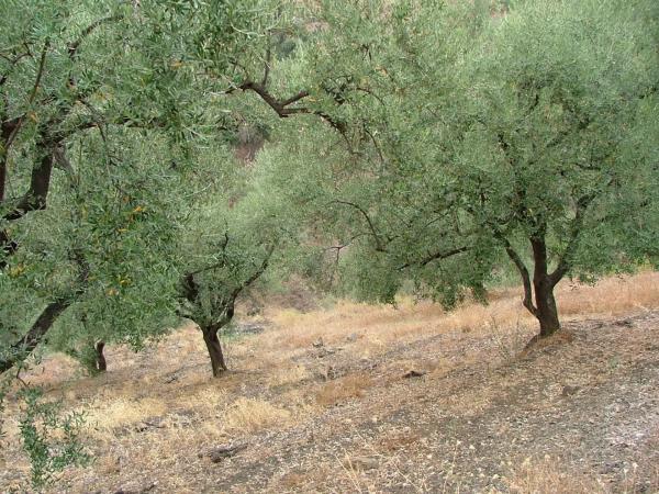 Terreno en carretera de Canillas de Aceituno a Alcaucín, 28 Dsdiseminados