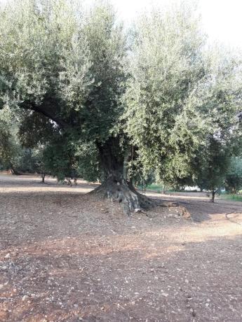 Terreno en Becerril, km 2