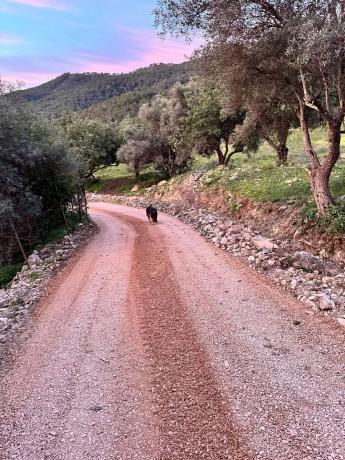 Terreno en Crta. Manilva-Gaucín A-377 Km 26 s/n