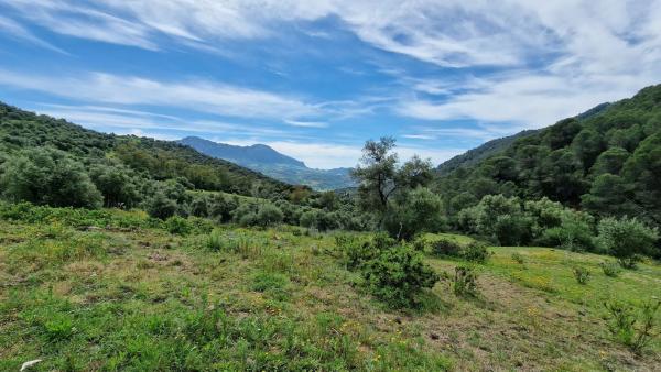 Terreno en Crta. Manilva-Gaucín A-377 Km 26 s/n