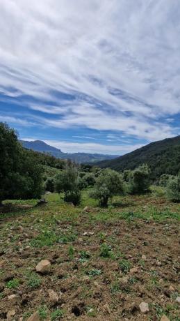Terreno en Crta. Manilva-Gaucín A-377 Km 26 s/n