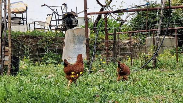 Terreno en Crta. Manilva-Gaucín A-377 Km 26 s/n