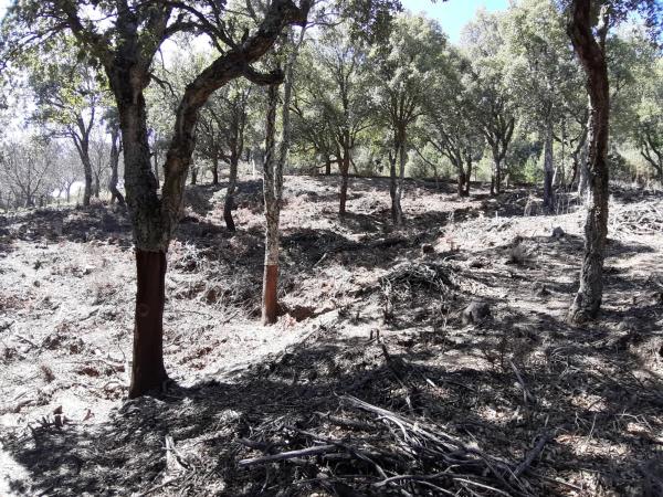 Terreno en carretera Ma-8301, km 1
