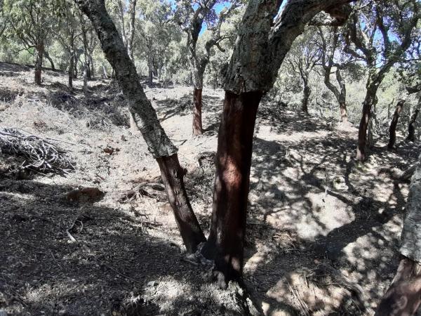 Terreno en carretera Ma-8301, km 1