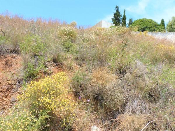 Terreno en calle Uruguay, 82