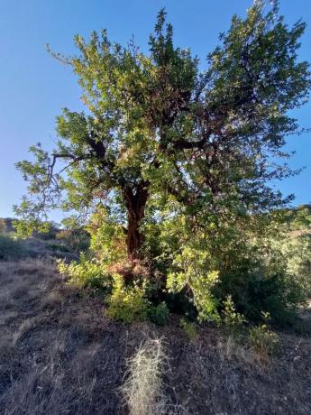 Terreno en carril de la Breña, km 8
