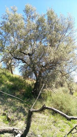 Terreno en El Retamar s/n