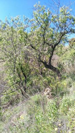 Terreno en El Retamar s/n