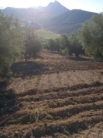 Terreno en carretera Madrid Málaga s/n