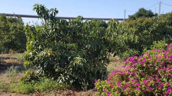 Terreno en Barrio Guadalobón