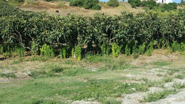 Terreno en Barrio Guadalobón