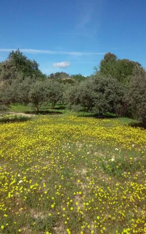 Terreno en carretera de la Dehesa Alta, km 2