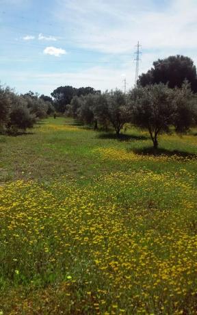Terreno en carretera de la Dehesa Alta, km 2