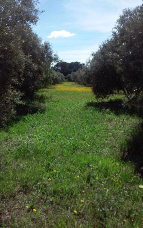 Terreno en carretera de la Dehesa Alta, km 2