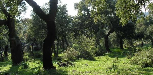 Terreno en carretera A-373, km 4