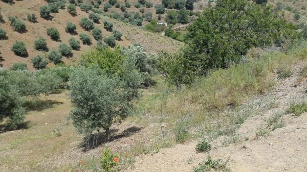 Terreno en ohne Name, 1