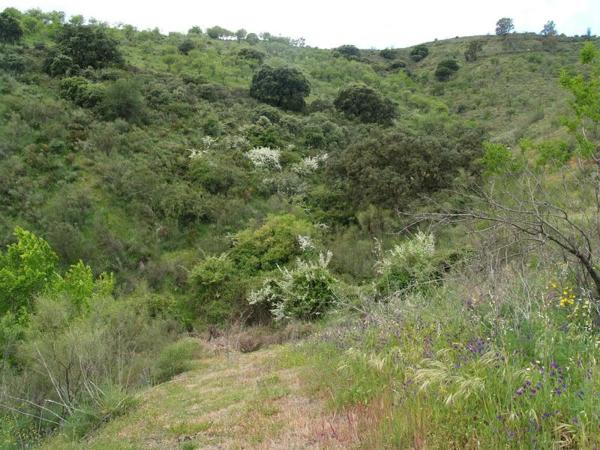 Terreno en Montes de Málaga s/n