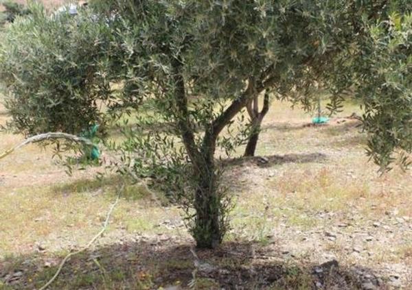 Terreno en Diseminado Benajarafe, 190