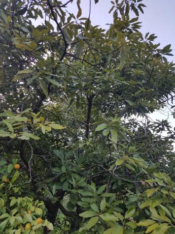 Terreno en polígono 26 parcela 46, 46