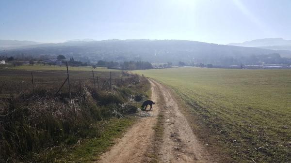 Terreno en carretera a 374 Ronda-Sevilla, km 5