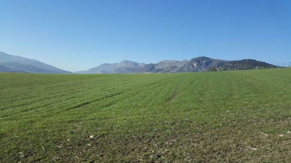 Terreno en carretera a 374 Ronda-Sevilla, km 5