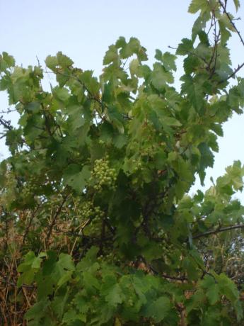 Terreno en viña de juanes s/n