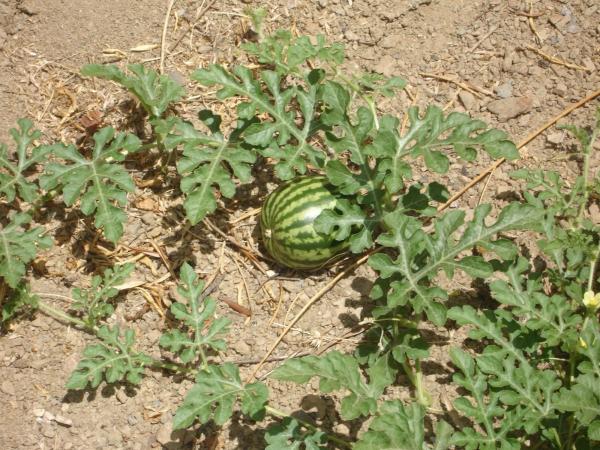 Terreno en viña de juanes s/n