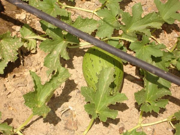 Terreno en viña de juanes s/n