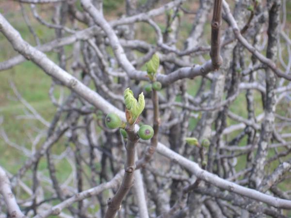 Terreno en viña de juanes s/n