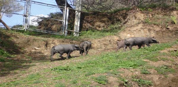 Terreno en viña de juanes s/n