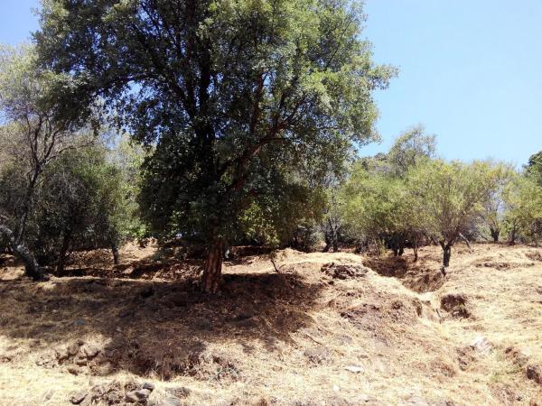Terreno en campa solana, 14