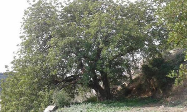 Terreno en diseminado poligono 15, 110 a