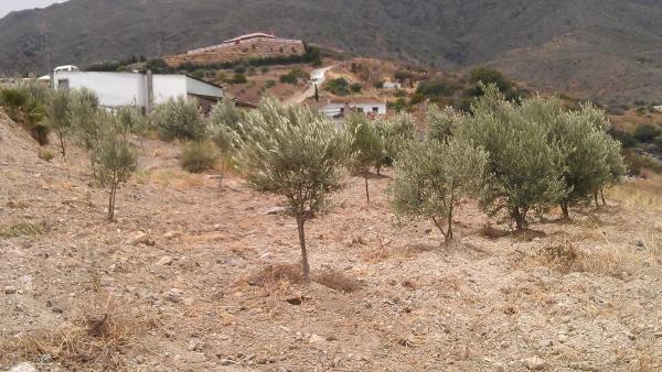 Terreno en diseminado diseminados, 309