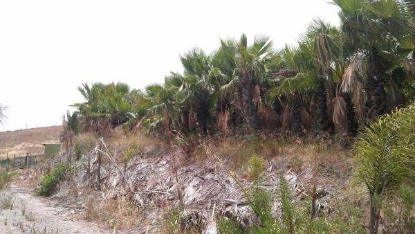 Terreno en diseminado diseminados, 309