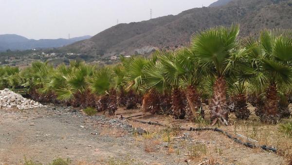 Terreno en diseminado diseminados, 309