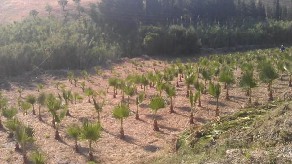 Terreno en diseminado diseminados, 309