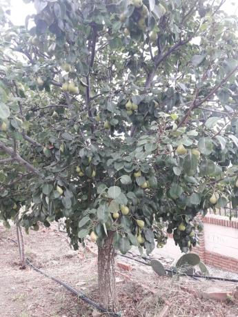 Terreno en Entrada al Collao, 9