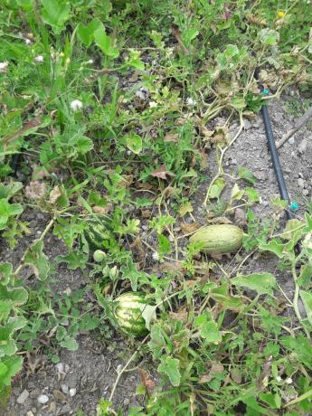 Terreno en Entrada al Collao, 9